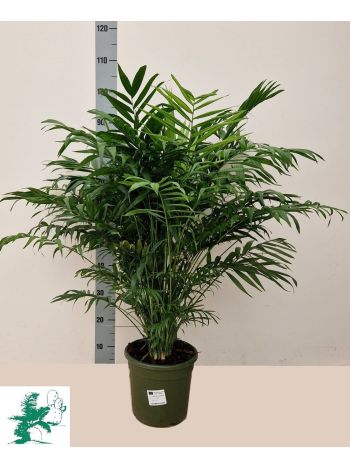 CHAMAED ELEGANS