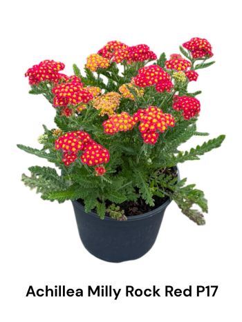 ACHI MILL ROCK RED