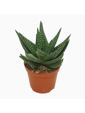 GASTERIA ROYAL HIGHNESS