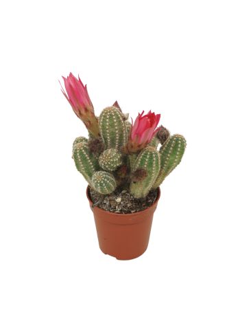 CHAMEOCEREUS CERISE PIROS VIRÁG