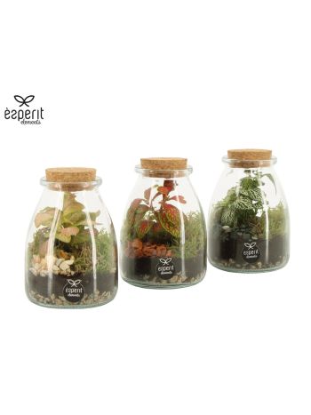 TERRARIUM MIX 9 CM