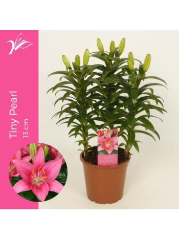 ZZ LILIUM LILY LOOKS TINY PEARL