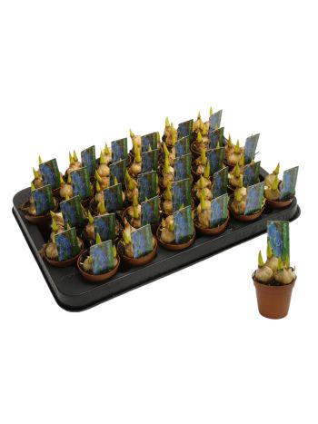 MUSCAR BLUE MAGIC MINI