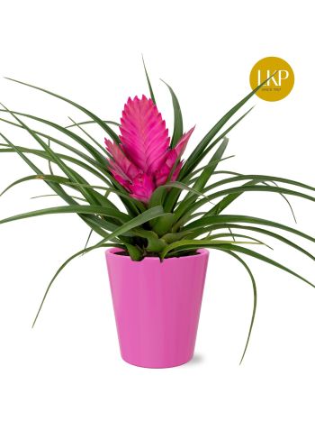 ZZ TILLANDSIA JOSEE KASPÓS