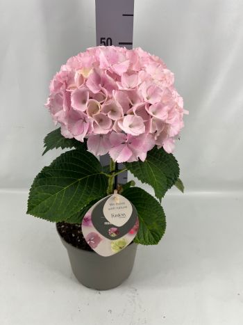 HYDR FUSION PINK 1 FEJŰ