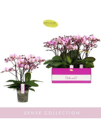 PHAL BELLISSIMO ANGELO