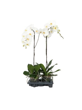 PHAL KING 17 CM