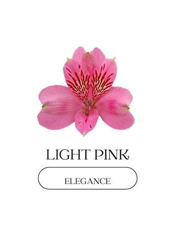 ALST  EC PE ELEGANCE