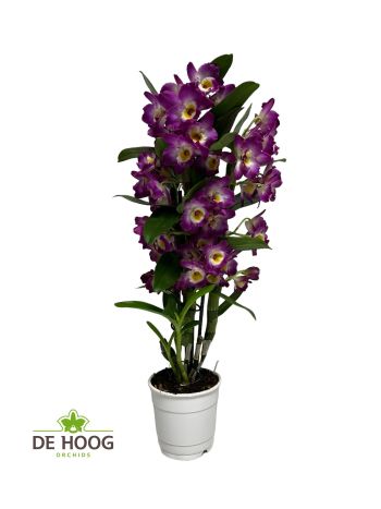 DENDR N 2 ÁG AKATSUKI