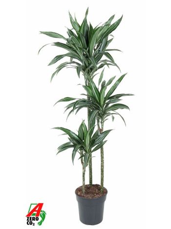 DRACAENA ULISES 3 TÖRZSES