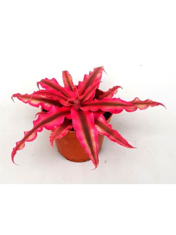 CRYPTAN BIV RUBIN STAR