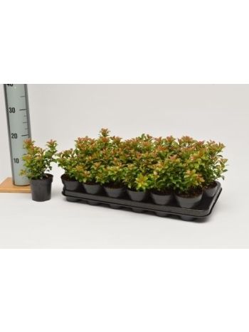 PIERIS JAP LITTLE HEATH GREEN