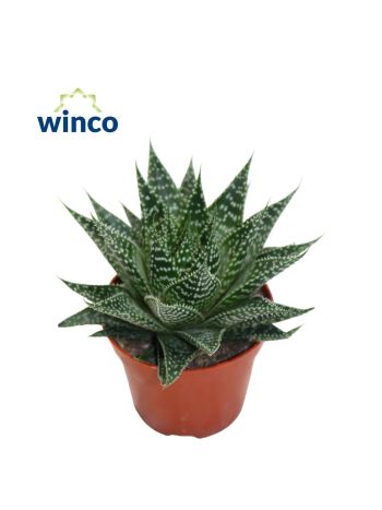 ALOE NORRA