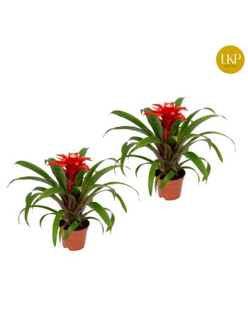ZZ GUZMANIA CONFETTI