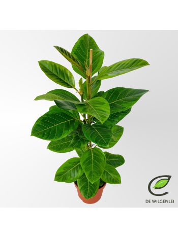 FICUS ALTISSIMA 'YELLOW GEM'