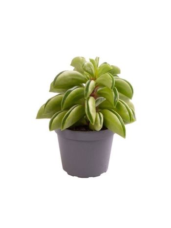 PEPEROMIA FIRE SPARKS