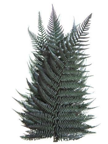 ZVB FERN BRILLANTE 8435056091566