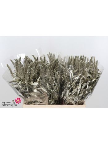 VERON OV KLB H% - ZILVER