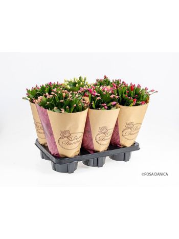 SCHLUMB GEM ROSA DANICA *6 14 CM