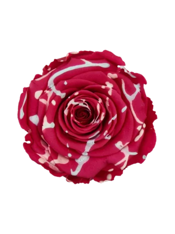 ZZ A. TARTÓSRÓZSA LL CHERRY FESTIVAL