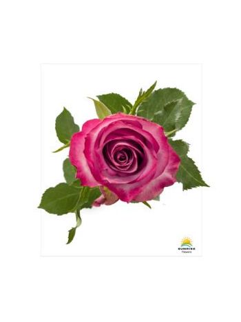 R GR  S6 - DEEP PURPLE