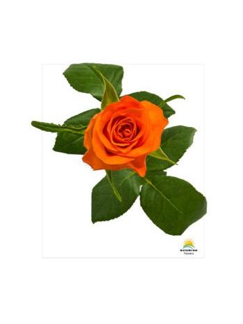 R GR  A6 - ORANGE WAVE