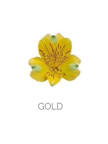 ALST  EC S GOLD
