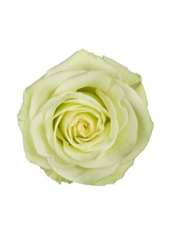 R EC7 GREEN ROMANCE