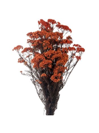 ZVB RICE FLOWER ORANGE 3421770530653