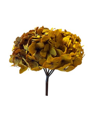 ZVB PREMIUM HYDRANGEA AUTUMN AMBER 8435056106284