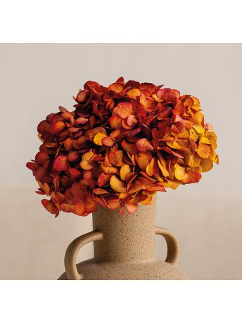 ZVB FUSION HYDRANGEA INDIAN SUMMER 8435056106277