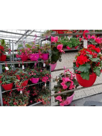 BEGONIA AMP HU CSUTA