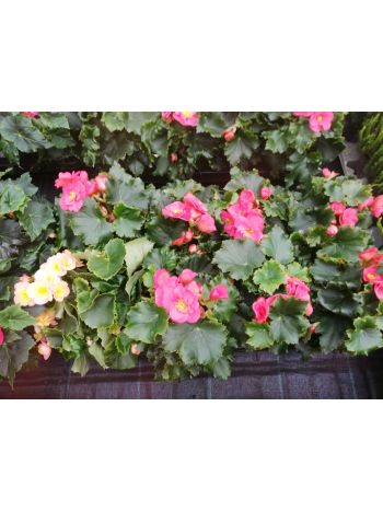 BEGONIA ELATIOR CSUTA