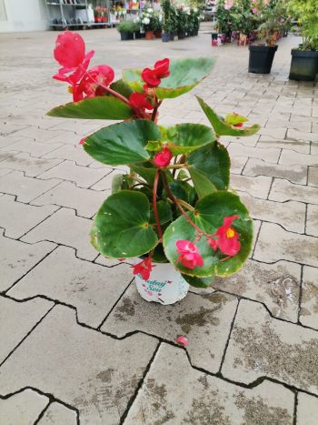 BEGONIA ATLAS HU CSUTA