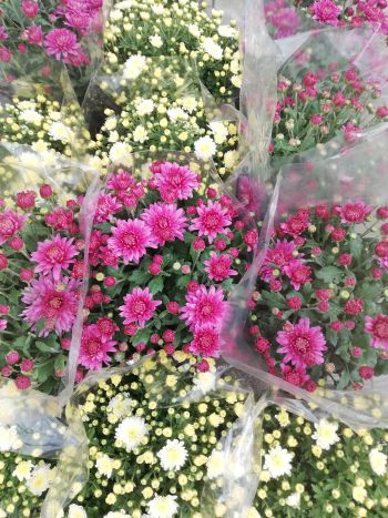 CHRYSANTHEMUM GOMB 17 VARGA HU