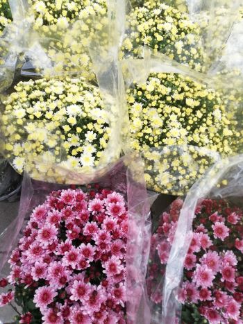 CHRYSANTHEMUM GOMB 19 TRICOLOR VARGA HU