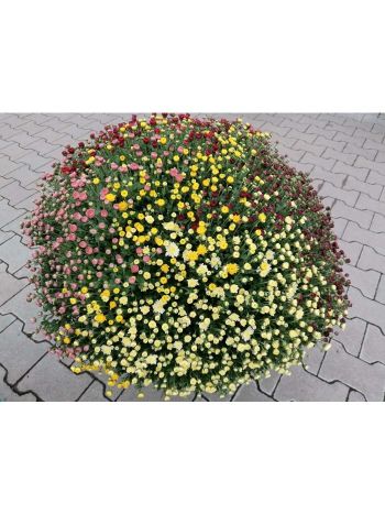 CHRYSANTHEMUM GOMB 29 VARGA HU ÖTSZÍN