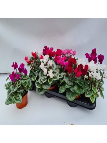 CYCLAMEN 10-5 KAPUVÁRI