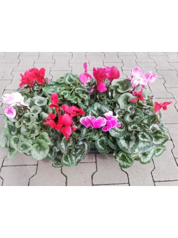CYCLAMEN 13 KAPUVÁRI