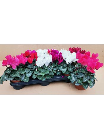 CYCLAMEN HU NOSKE MIDI 10-5