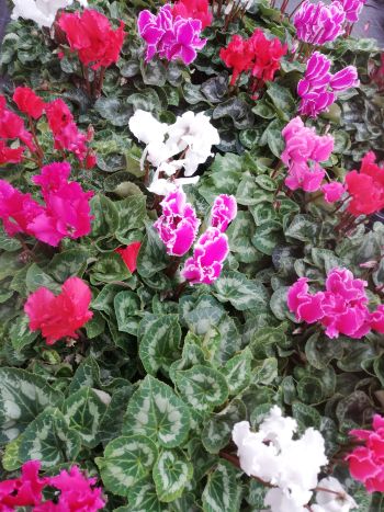 CYCLAMEN ROJTOS 13 HU FLÓRATÉKA