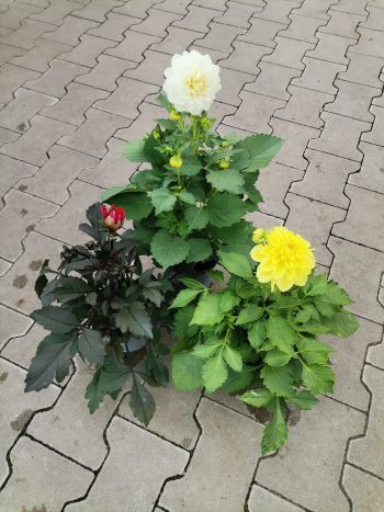 DAHLIA 14 HU CSUTA