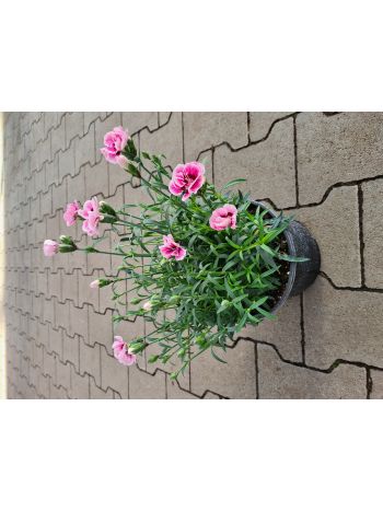 DIANTHUS OSCAR SZEGFŰ 19 CSUTA