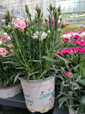 DIANTHUS TRIO HU CSUTA