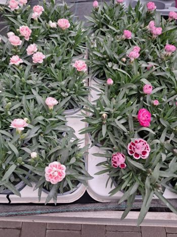 DIANTHUS SZEGFŰ CSUTA 10-5