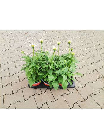 ECHINACEA KASVIRÁG 19 HU CSUTA
