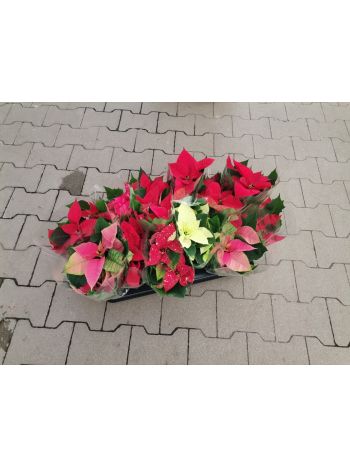 EUPHORBIA PULCHERRIMA  MIKULÁSVIRÁG 10-5 HU FLORATÉKA