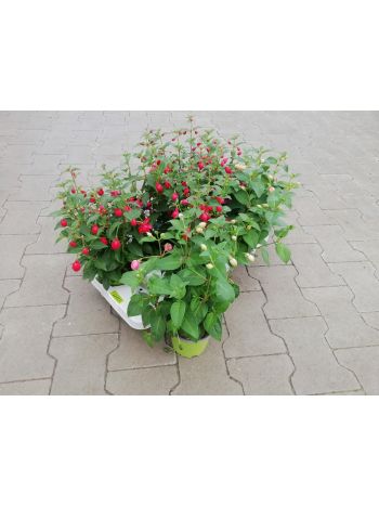 FUCHSIA HU NOSKE