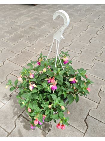 FUCHSIA AMP HU NOSKE