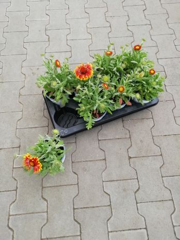 GAILLARDIA KOKÁRDAVIRÁG 14 HU CSUTA